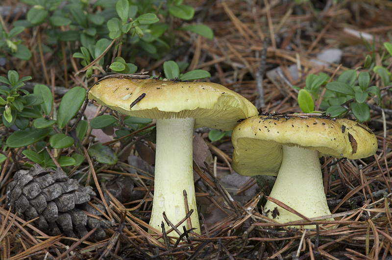 Tricholoma equestre